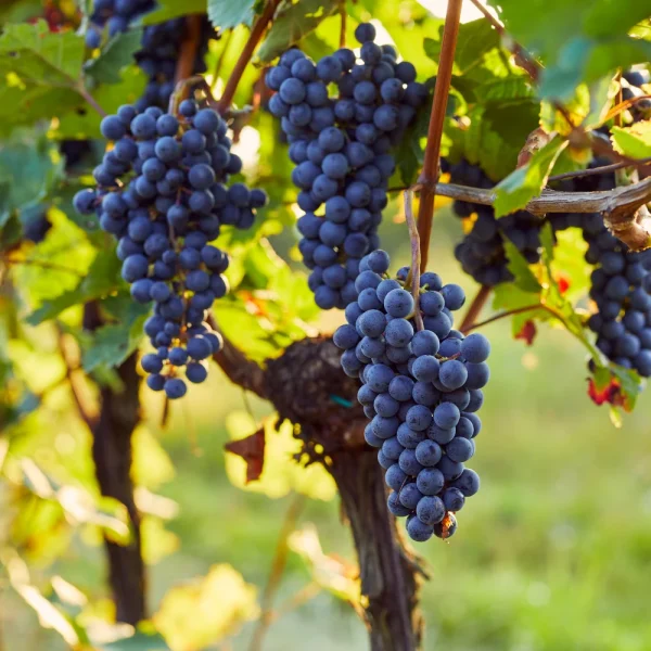 Blauwe druif 'Boskoop Glory' BIO - 51Dnspod | Smaakvolle damp – Verzendkosten vrij vanaf 40€