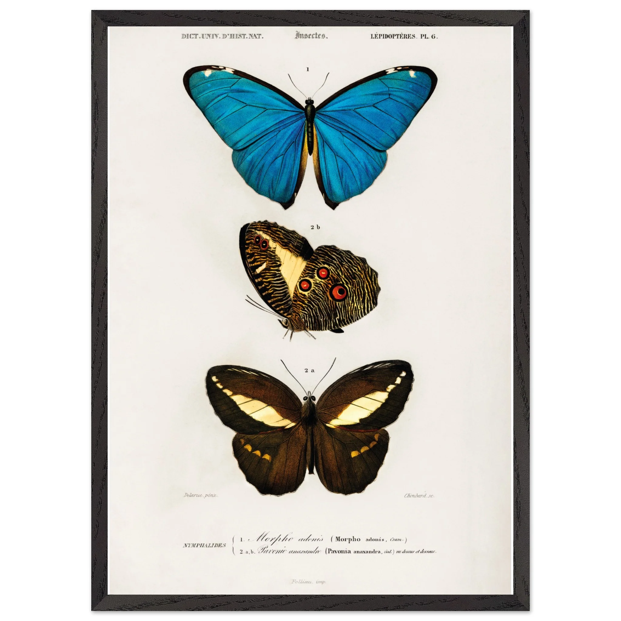 Artfulprints Poster met Lijst Charles Dessalines d'Orbigny - Different types of butterfly - 50x70 cm - Meerkleurig - 51Dnspod | Smaakvolle damp – Verzendkosten vrij vanaf 40€ Artfulprints Poster met Lijst Charles Dessalines d'Orbigny - Different types of butterfly - 50x70 cm - Meerkleurig - 51Dnspod | Smaakvolle damp – Verzendkosten vrij vanaf 40€