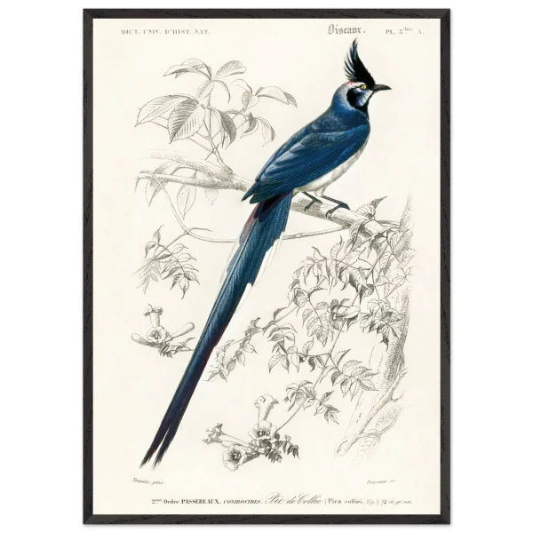 Artfulprints Poster met Lijst Charles Dessalines d'Orbigny - Black-throated magpie-jay (pica colliei) - 70x100 cm - Blauw - 51Dnspod | Smaakvolle damp – Verzendkosten vrij vanaf 40€