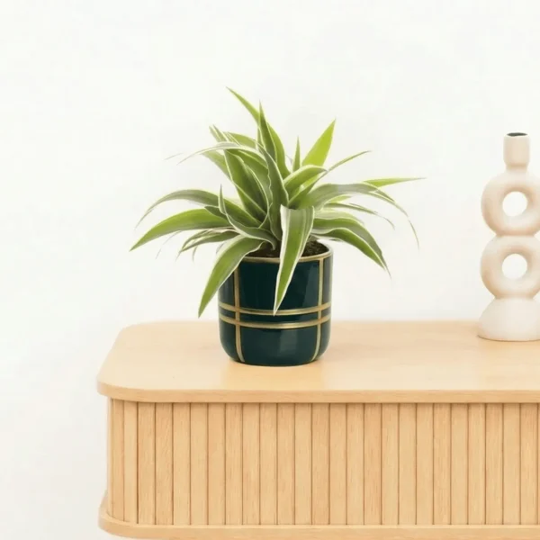 Bambino Chlorophytum Ocean - 15cm - 51Dnspod | Smaakvolle damp – Verzendkosten vrij vanaf 40€