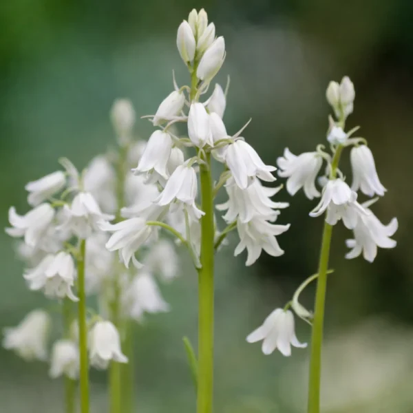 Boshyacint wit (hyacinthoides hispanica) BIO - 10 stuks - 51Dnspod | Smaakvolle damp – Verzendkosten vrij vanaf 40€
