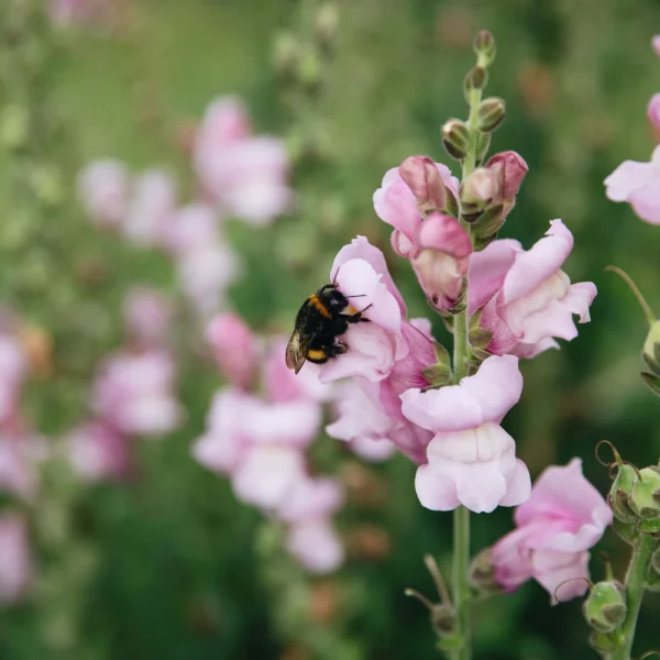 Antirrhinum majus (leeuwenbekje) - 'Potomac Lavender' - 51Dnspod | Smaakvolle damp – Verzendkosten vrij vanaf 40€