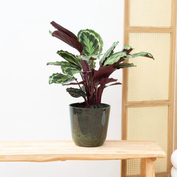 Calathea Medaillon - 70cm - 51Dnspod | Smaakvolle damp – Verzendkosten vrij vanaf 40€