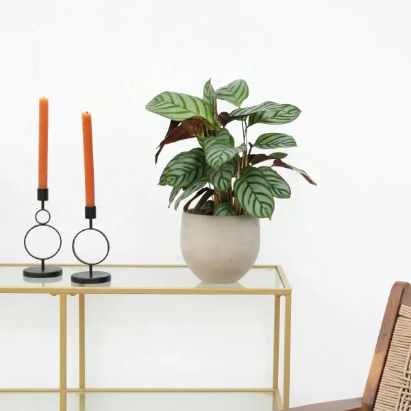 Calathea Compactstar - 40 cm - 51Dnspod | Smaakvolle damp – Verzendkosten vrij vanaf 40€