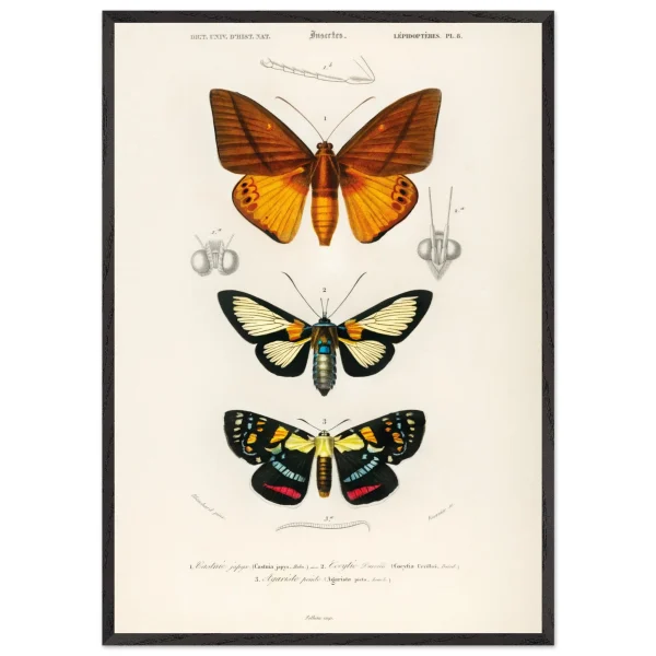 Artfulprints Poster met Lijst Charles Dessalines d'Orbigny - Collection of moths - 70x100 cm - Oranje - 51Dnspod | Smaakvolle damp – Verzendkosten vrij vanaf 40€