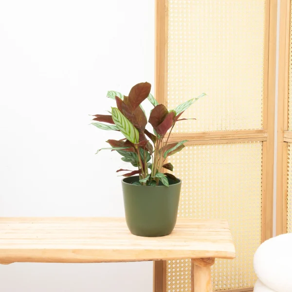 Calathea Compactstar - 70cm - 51Dnspod | Smaakvolle damp – Verzendkosten vrij vanaf 40€