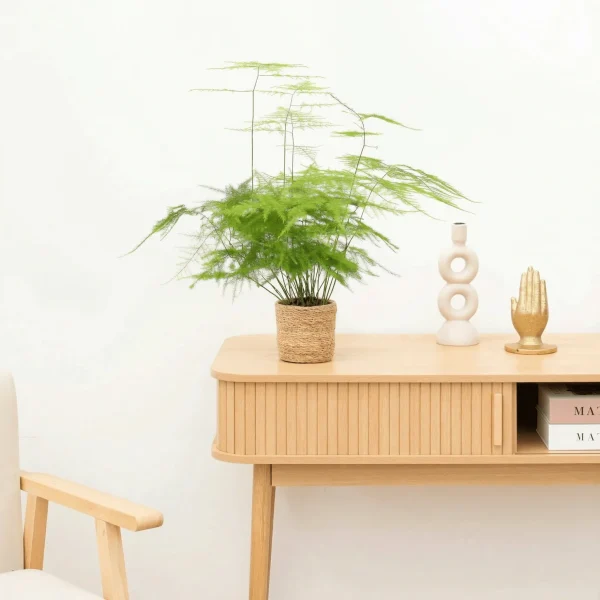 Asparagus Setaceus 'Plumosus' - 30 cm - 51Dnspod | Smaakvolle damp – Verzendkosten vrij vanaf 40€