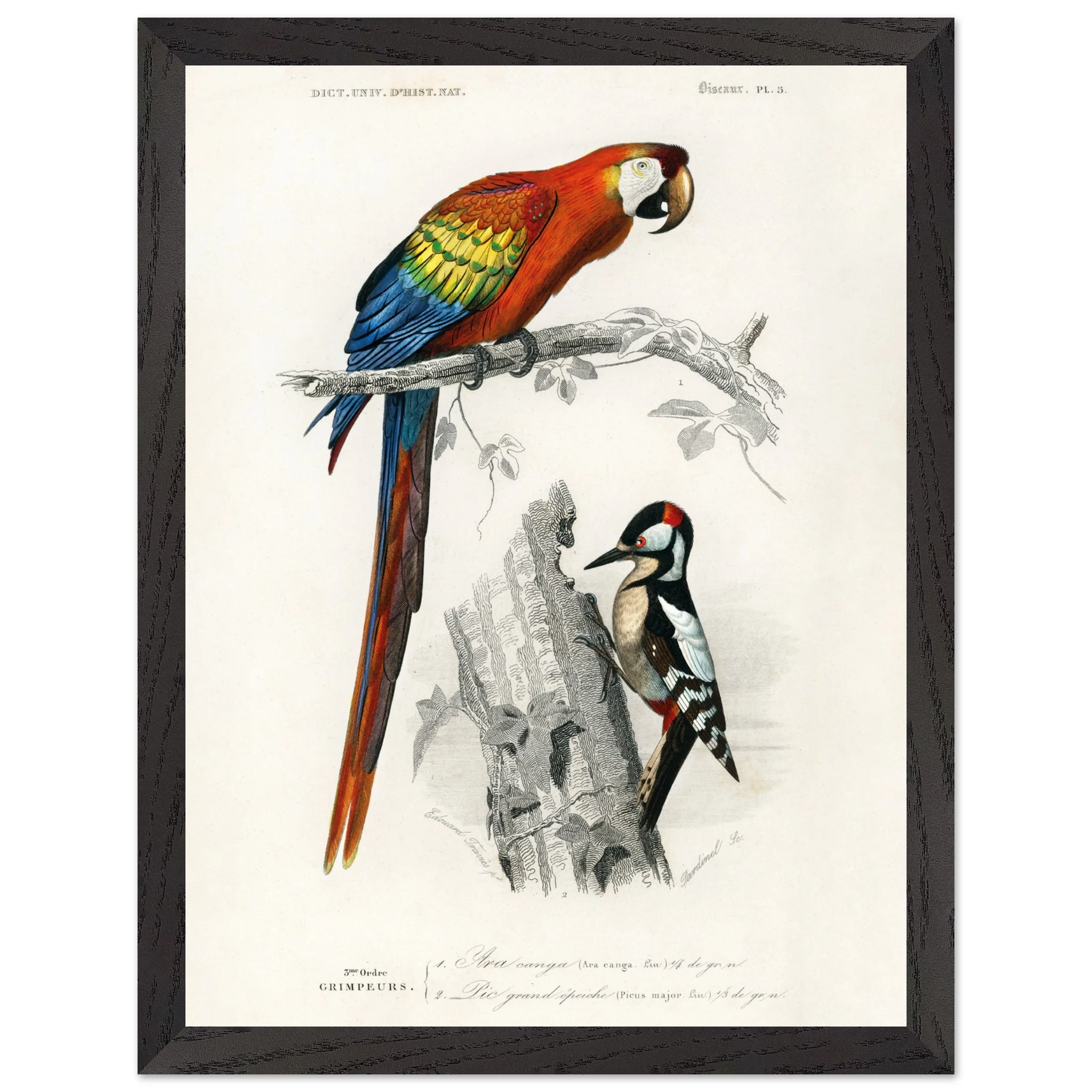 Artfulprints Poster met Lijst Charles Dessalines d'Orbigny - Different types of birds - 30x40 cm - Meerkleurig - 51Dnspod | Smaakvolle damp – Verzendkosten vrij vanaf 40€ Artfulprints Poster met Lijst Charles Dessalines d'Orbigny - Different types of birds - 30x40 cm - Meerkleurig - 51Dnspod | Smaakvolle damp – Verzendkosten vrij vanaf 40€