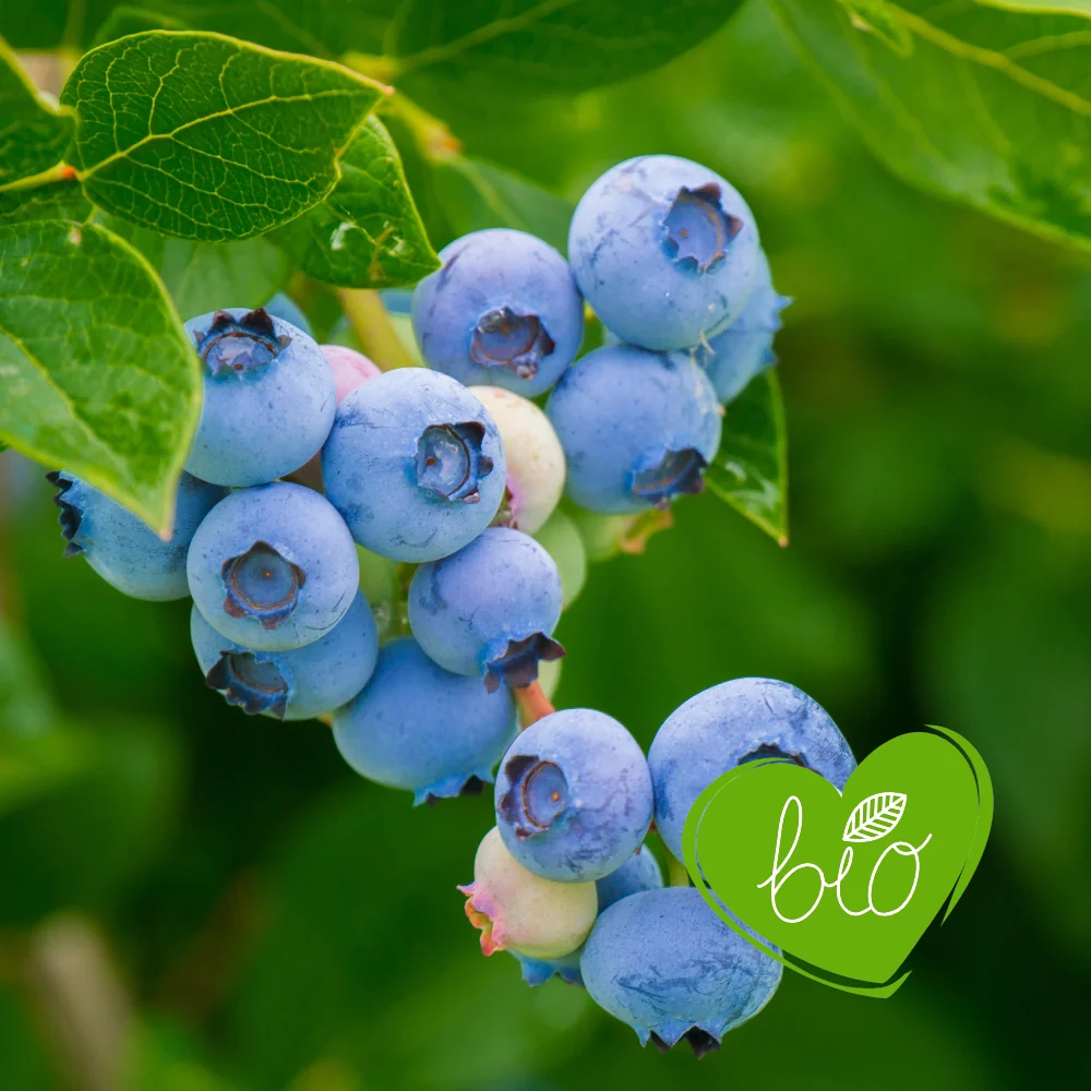 Blauwe bes 'Bluecrop' BIO - Middenseizoen - 51Dnspod | Smaakvolle damp – Verzendkosten vrij vanaf 40€ Blauwe bes 'Bluecrop' BIO - Middenseizoen - 51Dnspod | Smaakvolle damp – Verzendkosten vrij vanaf 40€